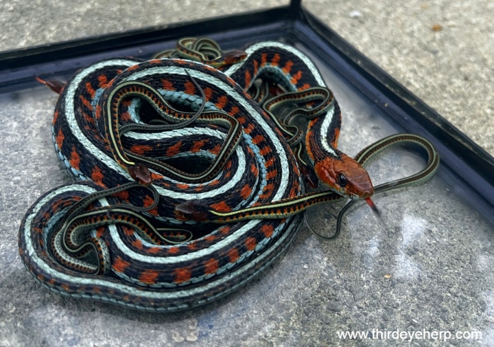 California Red-sided Garter Snakes